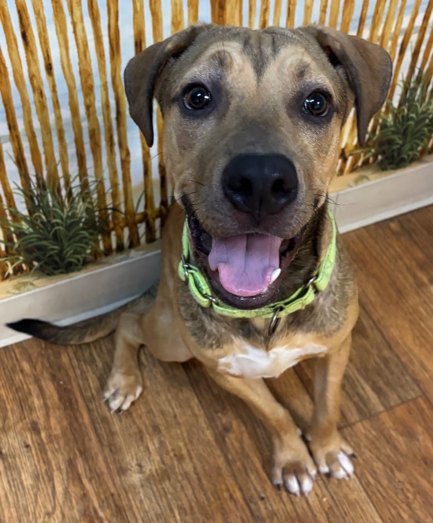 Photo of Spike, adoptable Mixed Breed in Ocala, Florida