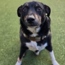 Photo of Athena Mae, adoptable Mixed Breed (Medium) in New York, New York