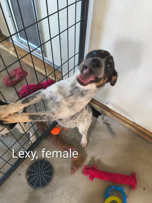 Photo of Lexy, adoptable Beagle in Stover, Missouri