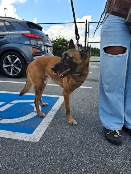 Photo of Louis, adoptable dog in Atlanta, Georgia