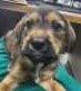 Photo of Indio, adoptable Terrier in Royal Palm Beach, Florida