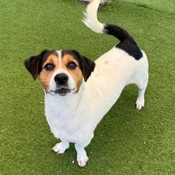 Photo of Todoro 6383, adoptable Mixed Breed (Medium) in Loxahatchee, Florida