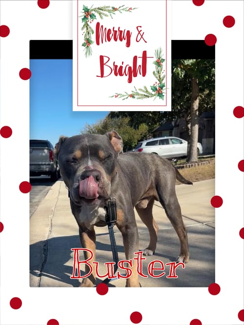 Photo of Buster, adoptable American Staffordshire Terrier in Pipe Creek, Texas