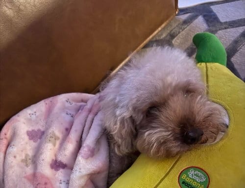 Photo of Lucky (GA), adoptable Poodle (Miniature) in New York, New York