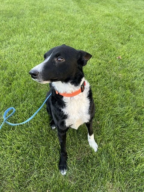 Photo of Jesse, adoptable Border Collie in Highland, Illinois