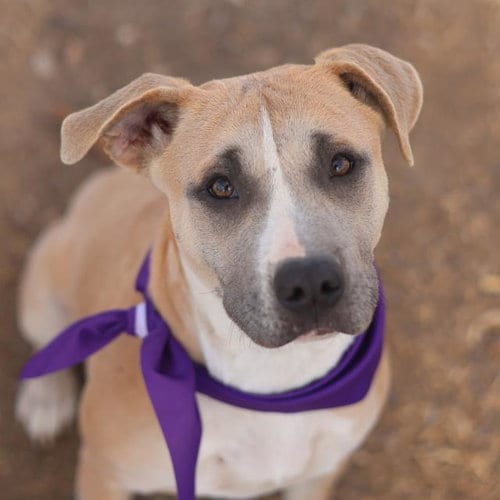 Photo of Sammy, adoptable American Staffordshire Terrier in San Antonio, Texas