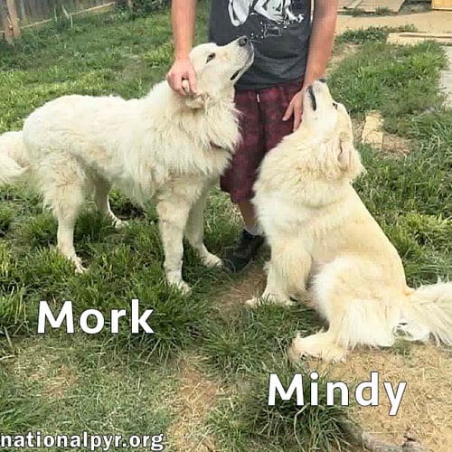 Photo of Mork & Mindy in IN - Super Affectionate Duo, adoptable Great Pyrenees in Beacon, New York