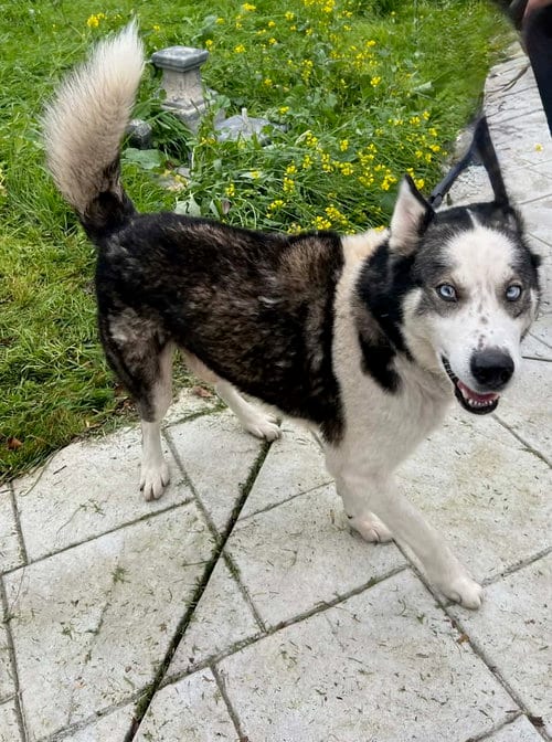 Photo of Jim Croce, adoptable Siberian Husky in Woodland Hills, California