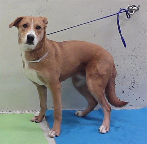 Photo of Artemis, adoptable Labrador Retriever in Houston, Texas