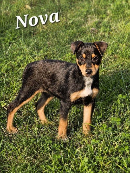 Photo of Nova, adoptable Terrier in Dorr, Michigan