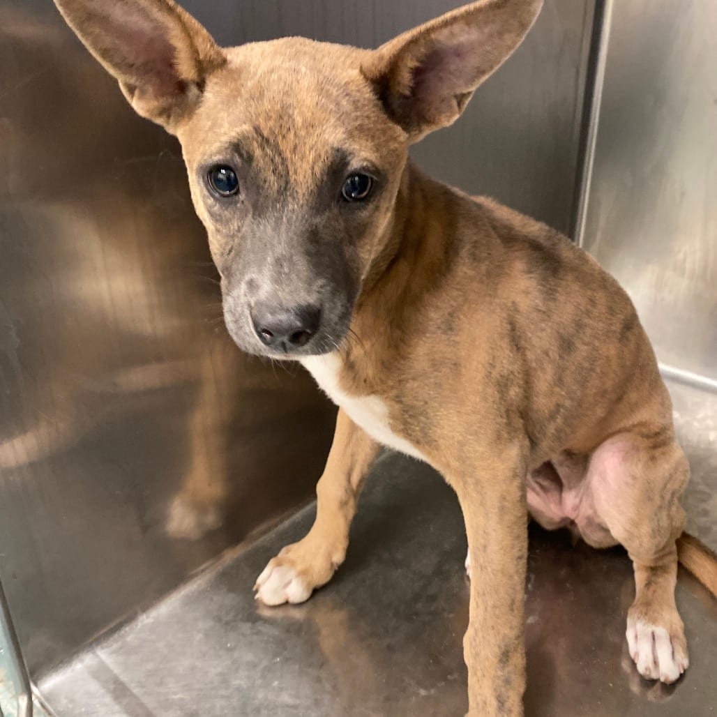 Photo of Gazania, adoptable dog