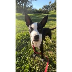 Photo of Willy, adoptable Mixed Breed (Medium) in Kansas City, Missouri