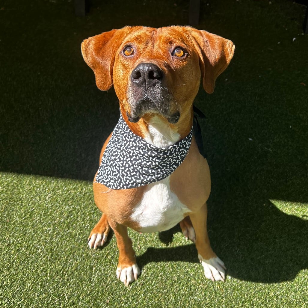 Photo of Mace, adoptable Mixed Breed (Large)