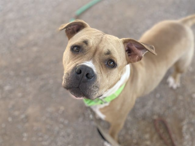 Photo of Bambi, adoptable dog