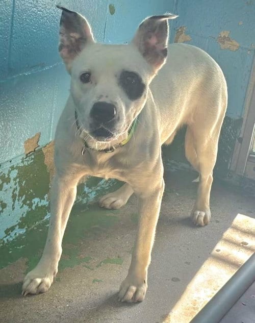 Photo of Linus: At shelter, adoptable Pit Bull Terrier in Rustburg, Virginia