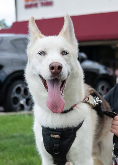 Photo of Matthew, adoptable Siberian Husky in Matawan, New Jersey