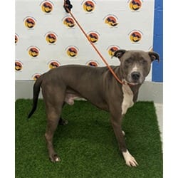 Photo of Blue, adoptable American Pit Bull Terrier in Land O'Lakes, Florida