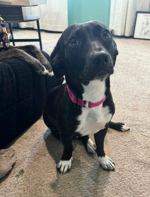 Photo of Gladys, adoptable Dachshund in Cliffwood, New Jersey