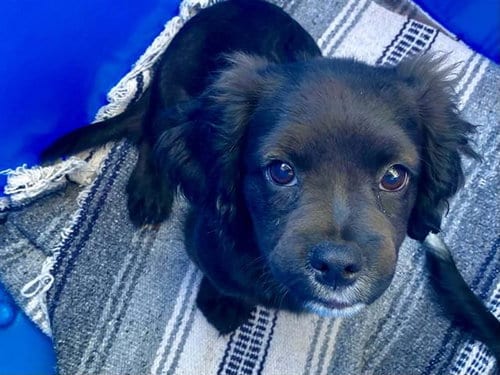 Photo of Slade, adoptable Cocker Spaniel in Orange, California