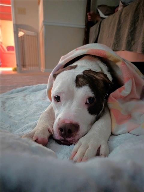 Photo of Dean, adoptable Pit Bull Terrier in Chapel Hill, North Carolina