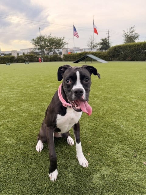 Photo of Kali, adoptable Boxer in Katy, Texas