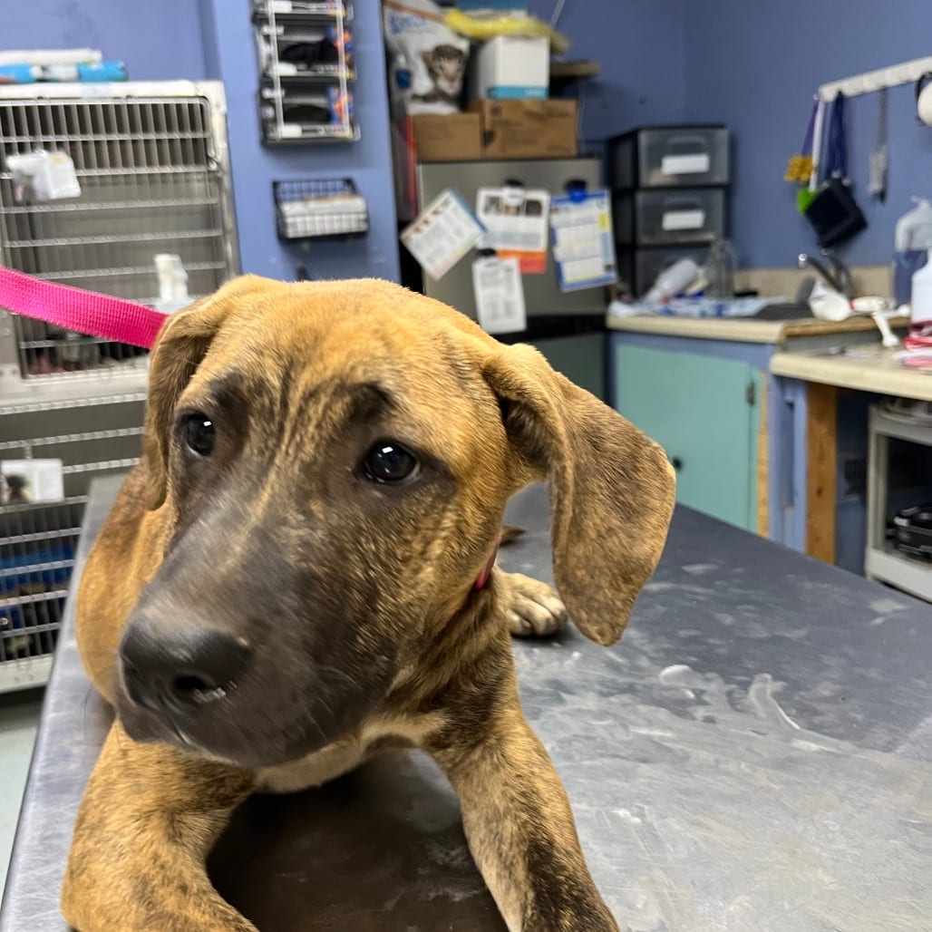 Photo of Camila, adoptable Retriever, Labrador / Mix