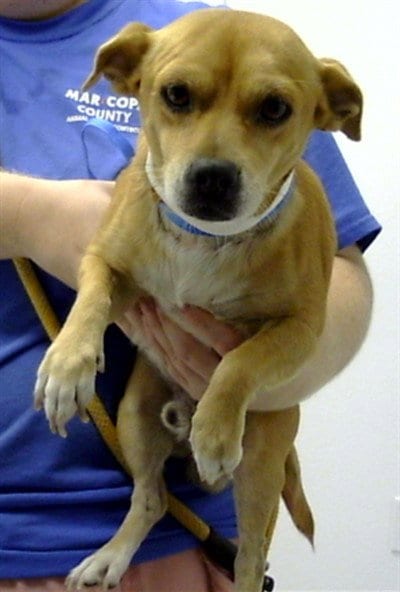 Photo of Timothy, adoptable Chihuahua in Mesa, Arizona