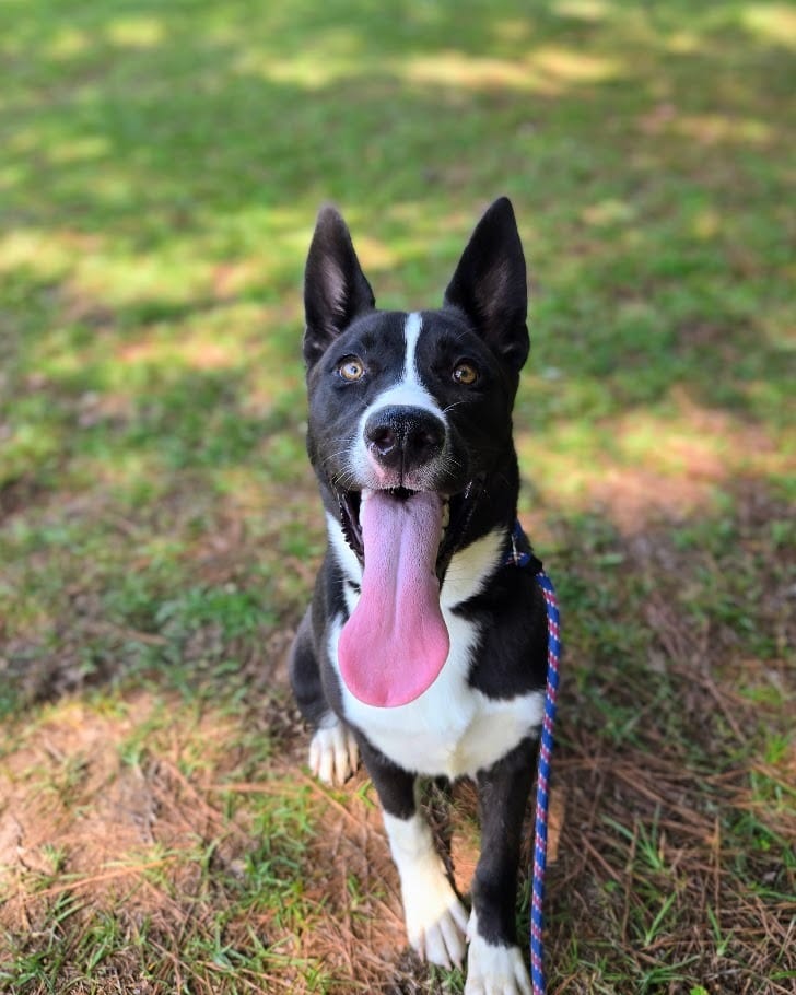 Photo of DJ, adoptable Mixed Breed in Douglasville, Georgia
