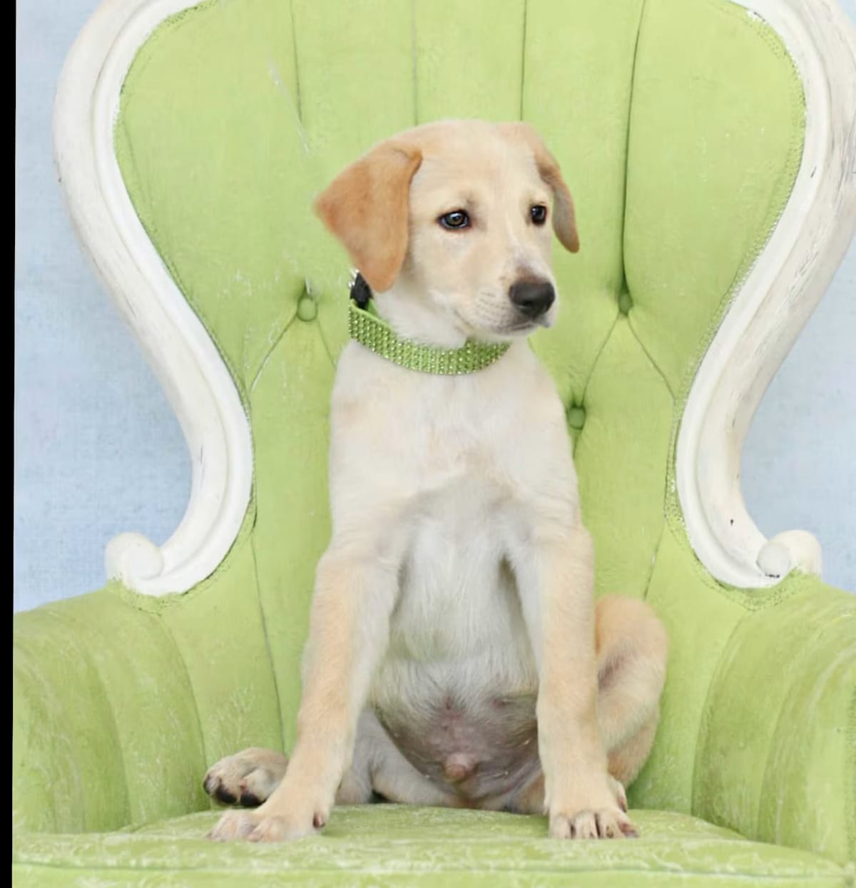 Photo of Rickey, adoptable Labrador Retriever/Retriever (Unknown Type) in New Milford, Connecticut