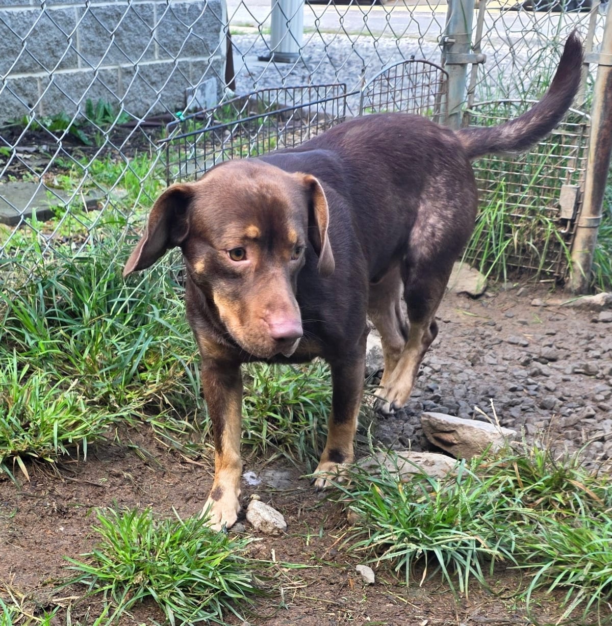 Photo of Doobie, adoptable Basset Hound in Fayetteville, West Virginia