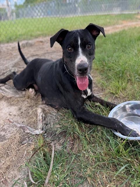 Photo of Polly, adoptable American Pit Bull Terrier in Conroe, Texas