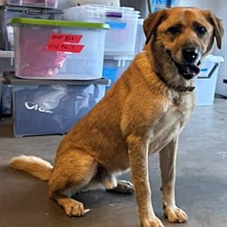 Photo of Cruze, adoptable Shepherd (Unknown Type) in Beverly Hills, California