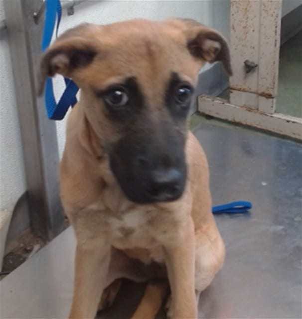 Photo of Senior Shepherd mix, adoptable Shepherd mix in Devore, California