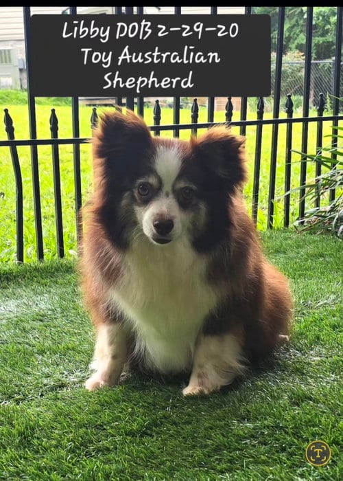 Photo of Libby, adoptable Australian Shepherd in York, South Carolina
