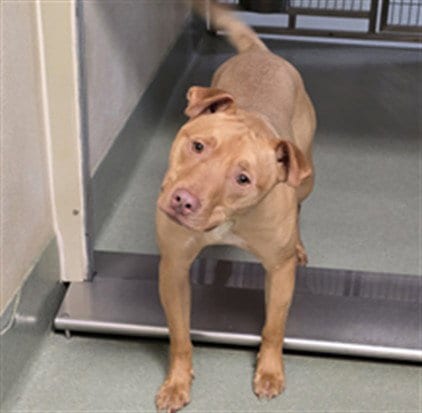 Photo of Marley, adoptable American Staffordshire Terrier in Placerville, California
