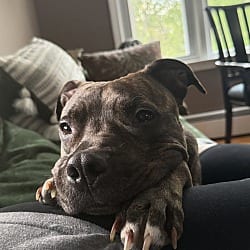 Photo of Summer, adoptable American Pit Bull Terrier in Wolcott, Connecticut