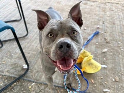 Photo of Penny, adoptable dog in Georgetown, Texas