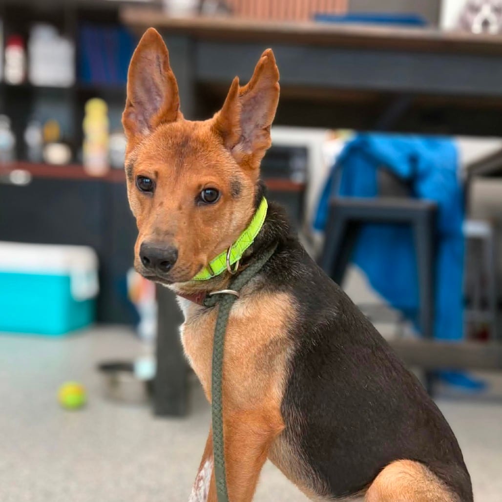 Photo of Vixen, adoptable Shepherd, German / Mix in Monticello, Iowa