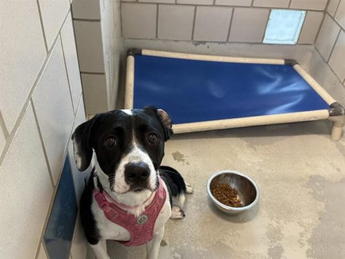 Photo of Belldasha, adoptable Border Collie in Grand Prairie, Texas