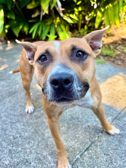 Photo of Tallahassee, adoptable Terrier in New Orleans, Louisiana