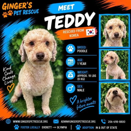 Photo of Teddy from Korea, adoptable Poodle (Toy) in Federal Way, Washington