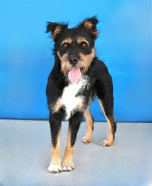 Photo of Boz, adoptable Terrier in Baldwin Park, California