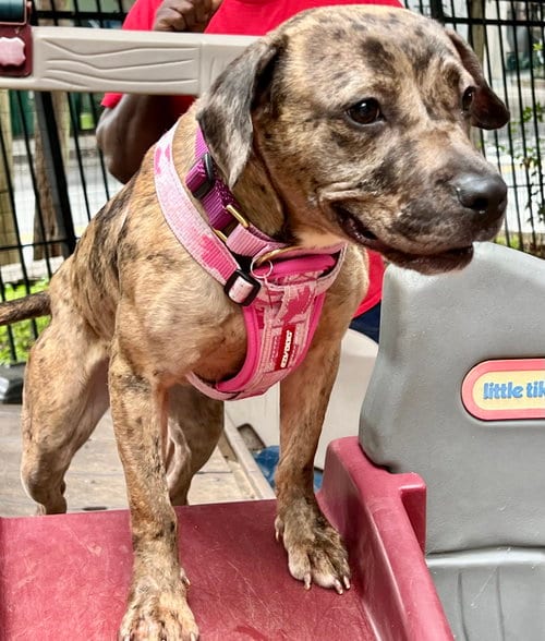 Photo of Peach, adoptable Catahoula Leopard Dog in Atlanta, Georgia
