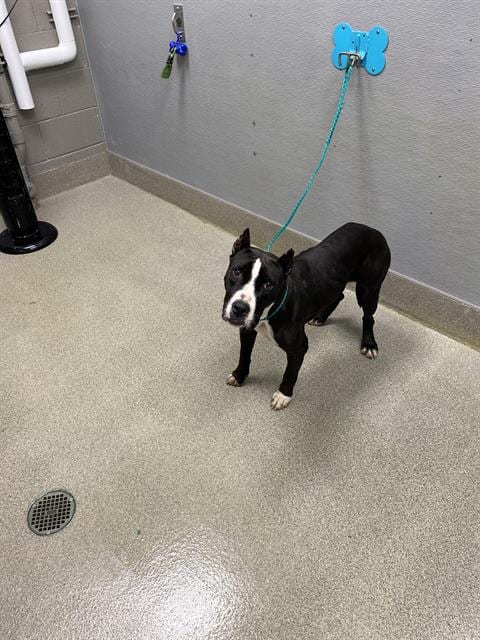 Photo of Emberlyn, adoptable Pit Bull Terrier in Las Vegas, Nevada