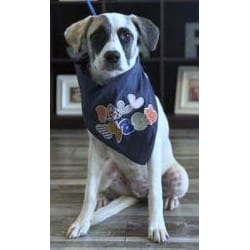 Photo of Tatum, adoptable Great Pyrenees in Washington, District of Columbia