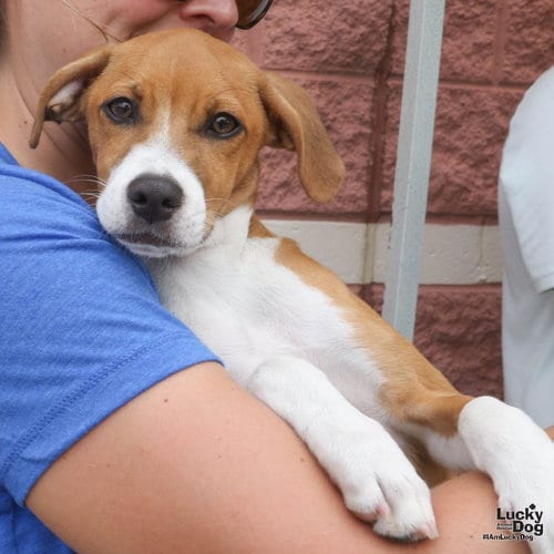 Photo of Bambino, adoptable Retriever in Washington, District of Columbia