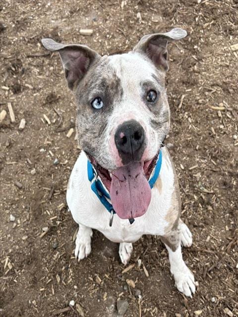 Photo of Queen Zelda, adoptable American Pit Bull Terrier in Denver, Colorado