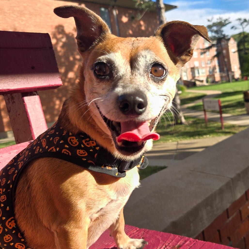 Photo of Mickey, adoptable Chihuahua / Mix in Boonville, Missouri