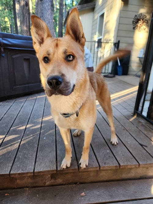 Photo of Woody, adoptable German Shepherd Dog in ROSEVILLE, California