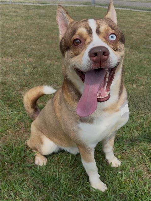Photo of Oslo, adoptable Akita in Conroe, Texas
